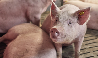 Porcine Circo Virus 2